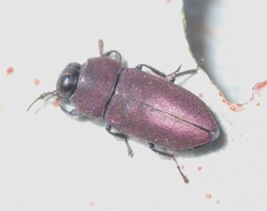 Anilara angusta