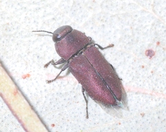 Anilara angusta