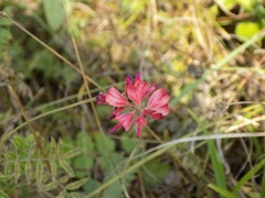 Onobrychis arenaria