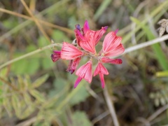 Onobrychis arenaria