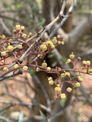 Cyphostemma omburense