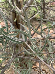 Cyphostemma omburense