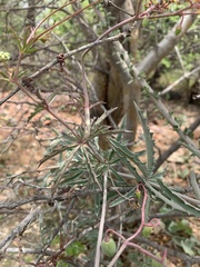 Cyphostemma omburense