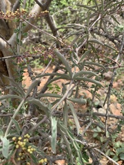 Cyphostemma omburense