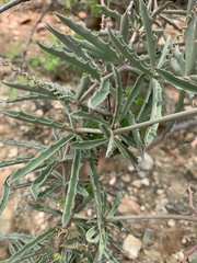 Cyphostemma omburense