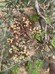 Cyphostemma omburense