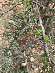 Cyphostemma omburense