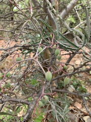 Cyphostemma omburense