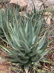Aloe globuligemma