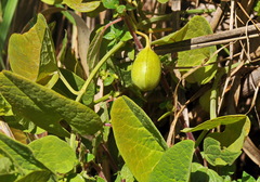 Aristolochia paucinervis
