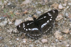 Limenitis homeyeri