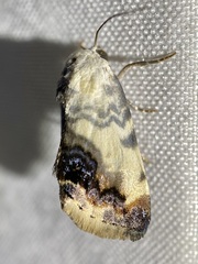 Acontia behrii