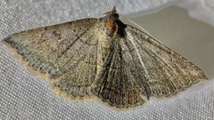 Lesmone griseipennis