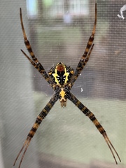 Argiope aetheroides