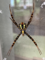 Argiope aetheroides