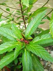 Polistes tenebricosus