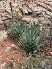 Aloe globuligemma