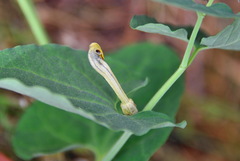 Aristolochia paucinervis