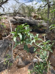 Rotheca wildii