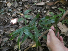 Lindsaea ensifolia