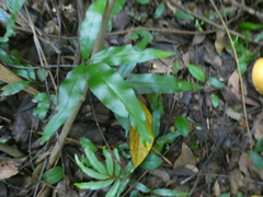 Taenitis blechnoides