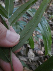 Lindsaea ensifolia