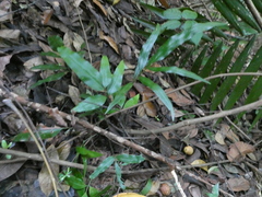 Taenitis blechnoides