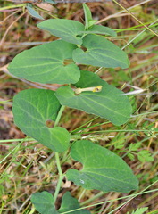 Aristolochia paucinervis