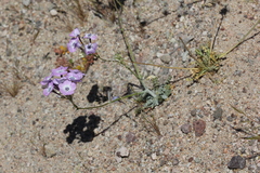 Gilia cana speciosa
