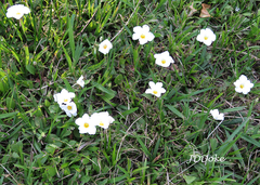Nierembergia rivularis