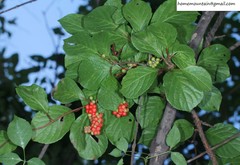 Schisandra chinensis