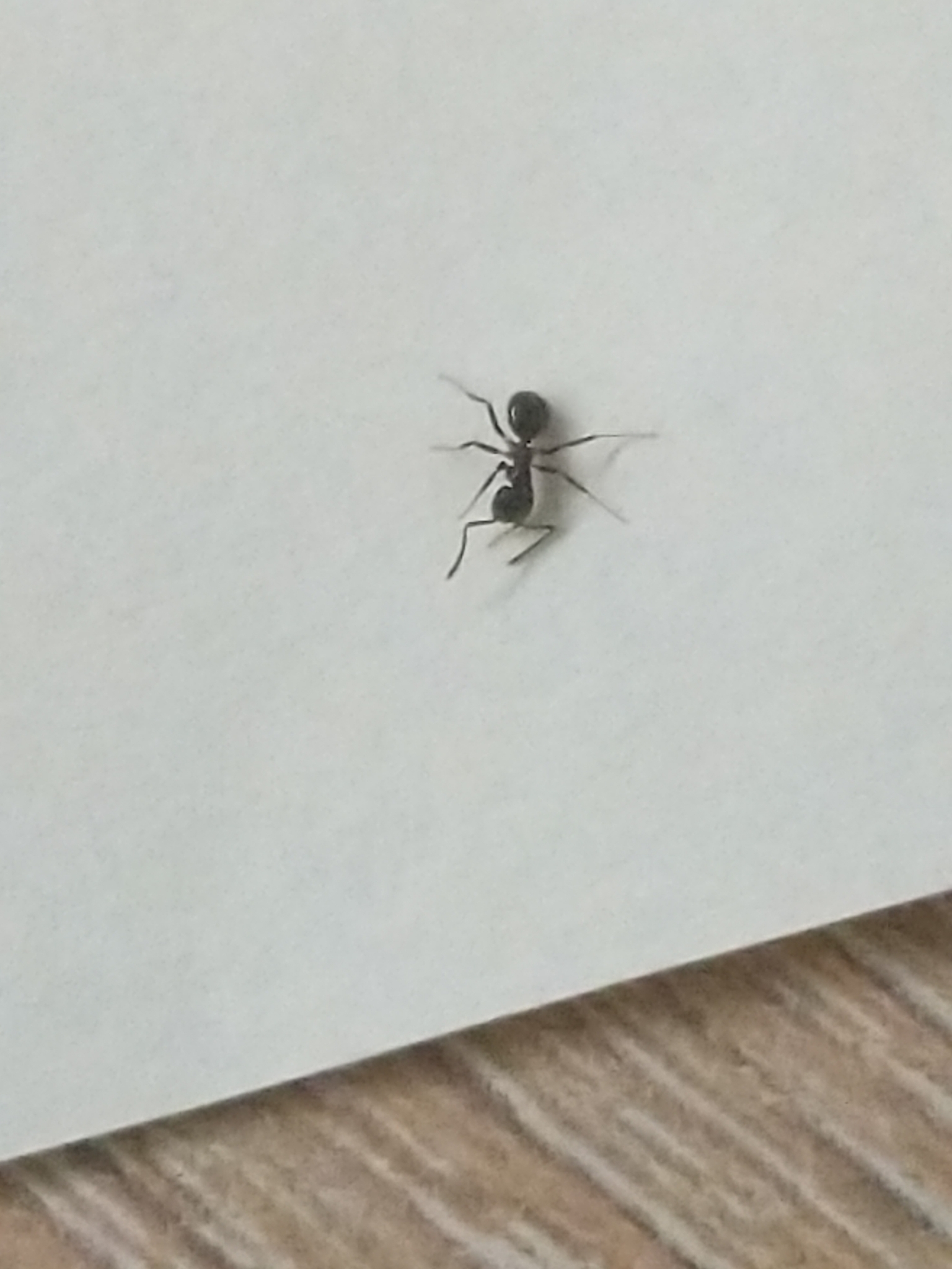Formicinae