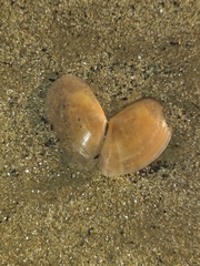 Bosemprella incarnata