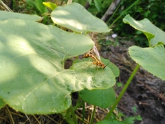 Megarhyssa praecellens