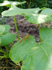 Megarhyssa praecellens