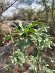 Rotheca wildii