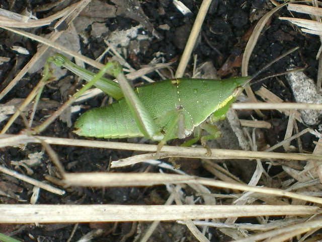 Sphenariini