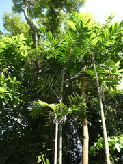 Ptychosperma macarthurii