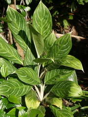Aglaonema