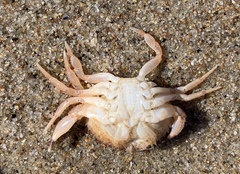 Metacarcinus anthonyi