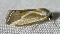 Ponometia alata