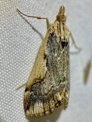 Loxostege albiceralis