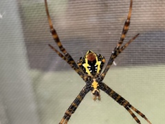 Argiope aetheroides