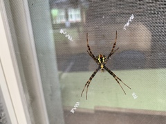Argiope aetheroides