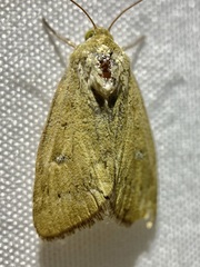 Heliocheilus paradoxus