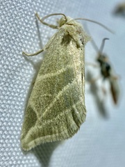 Plagiomimicus mimica