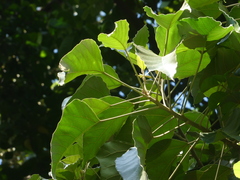 Aleurites moluccanus