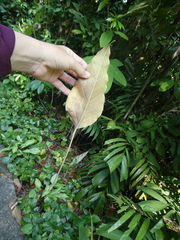 Aleurites moluccanus