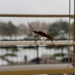 Leptoglossus occidentalis
