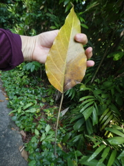 Aleurites moluccanus